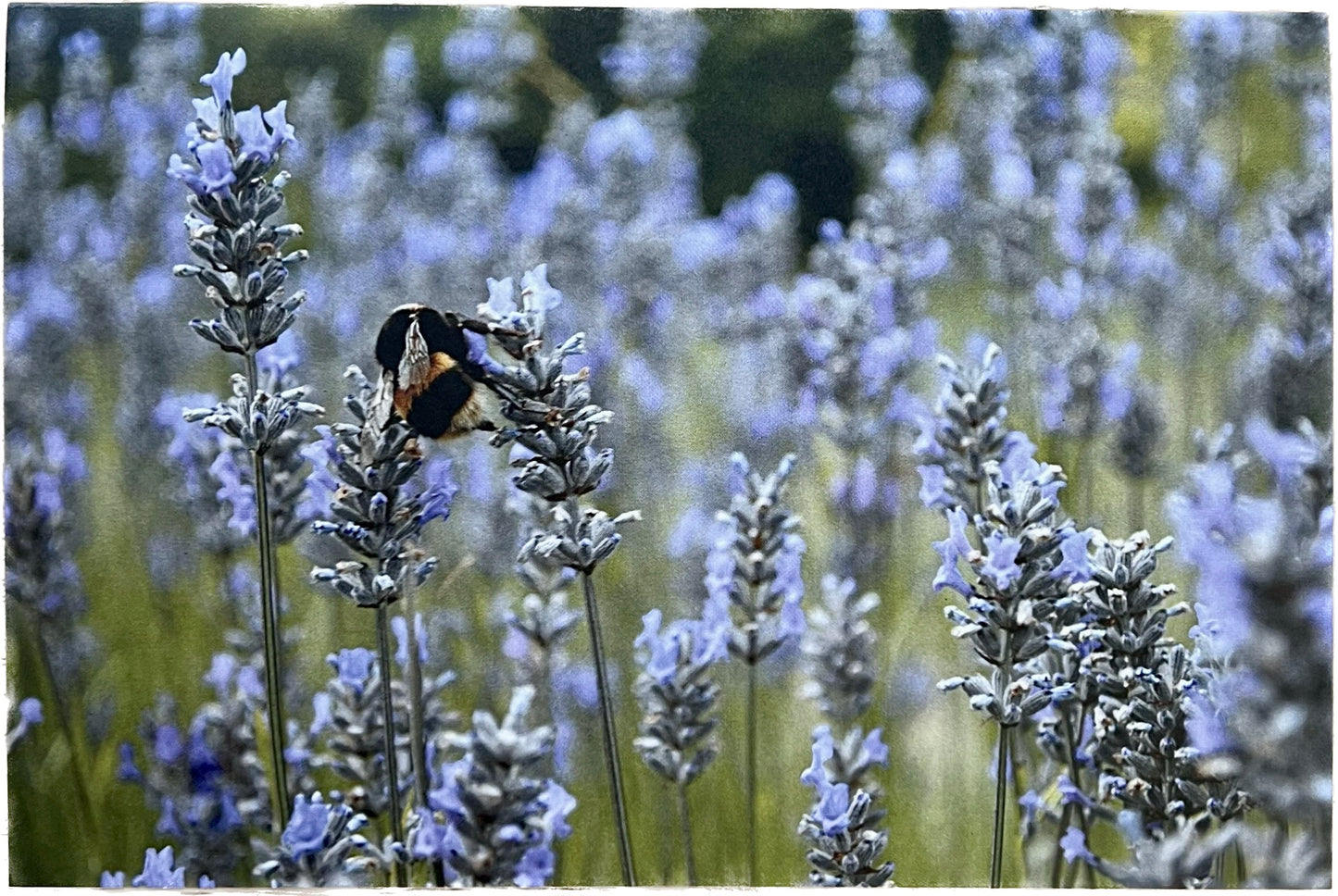 Magda Labuda - Bee In A Lavender Field [Card]